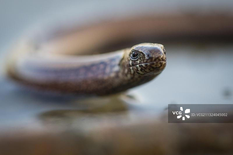 欧洲德国下萨克森的 slow worm（百步蛇）图片素材