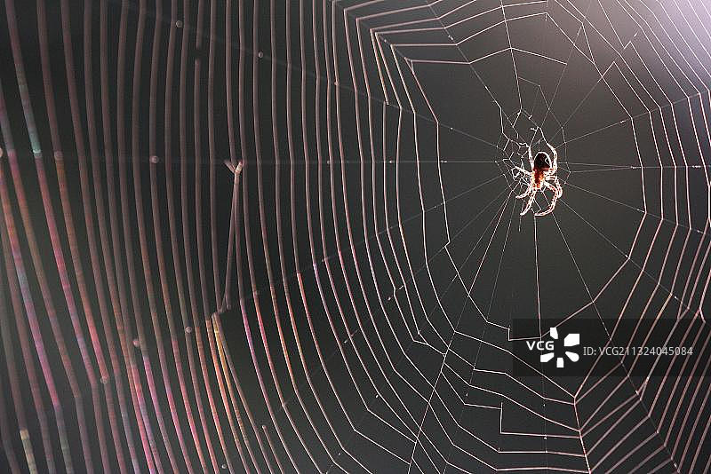 德国莱茵兰-普法尔茨的园蛛图片素材