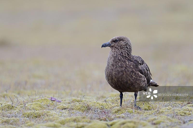 贼鸥（Stercorarius skua），冰岛图片素材