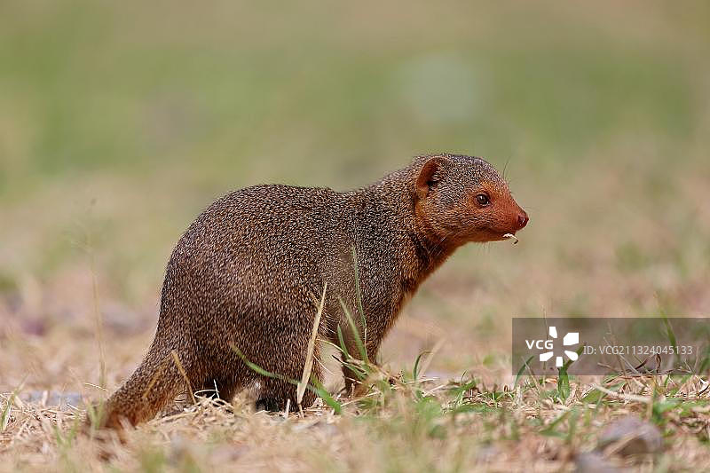 普通矮猫鼬，坦桑尼亚，塞伦盖蒂，非洲图片素材