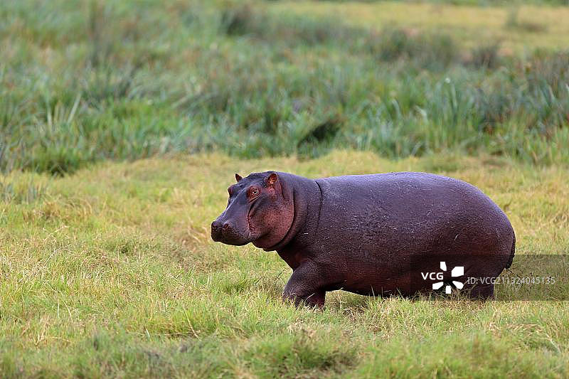 坦桑尼亚恩戈罗恩戈罗火山口的河马图片素材