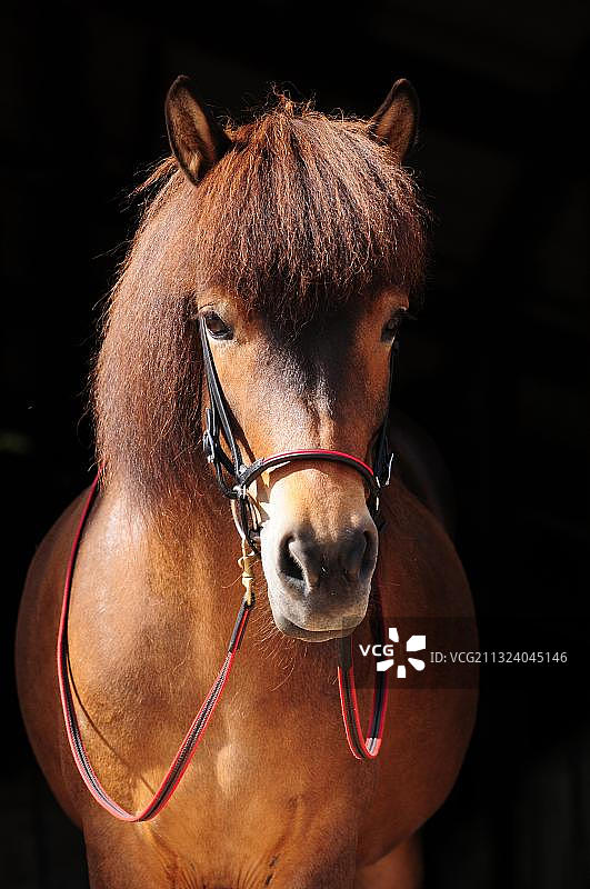 冰岛母马，笼头，嚼子图片素材