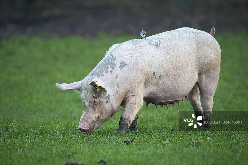 德国下萨克森州草地上的家猪图片素材