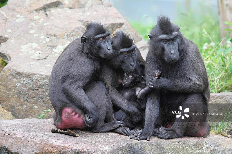 苏拉威西凤头猕猴图片素材