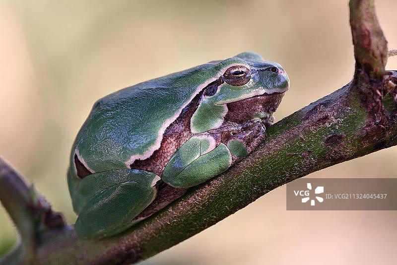 欧洲树蛙图片素材
