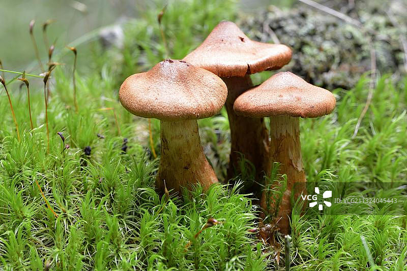 红绒柄菇图片素材