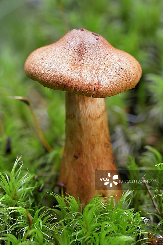 红绒柄菇图片素材