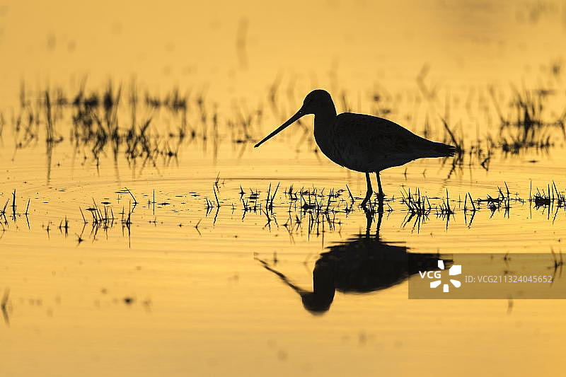 黑尾塍鹬，奥斯特费纳湿地，下萨克森州，德国，欧洲图片素材