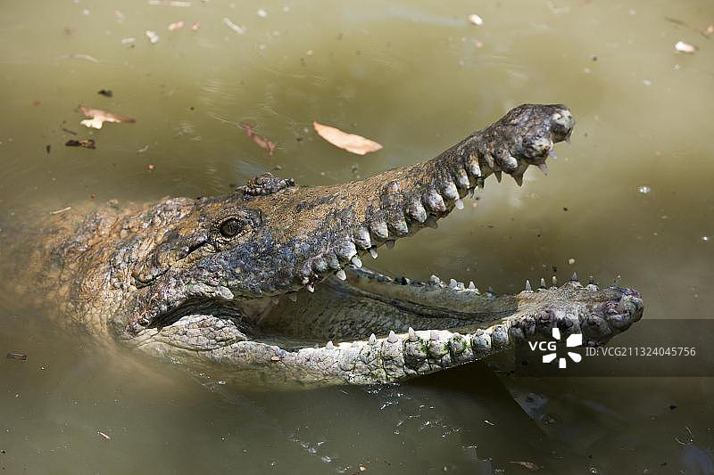 澳洲淡水鳄（约翰斯顿鳄），澳大利亚昆士兰州，大洋洲图片素材