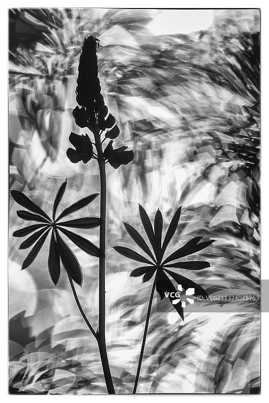 德国下萨克森达默山区的羽扇豆图片素材