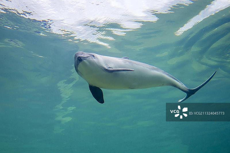 港海豚（Phocoena phocoena），荷兰特塞尔岛德科格生态海洋馆图片素材