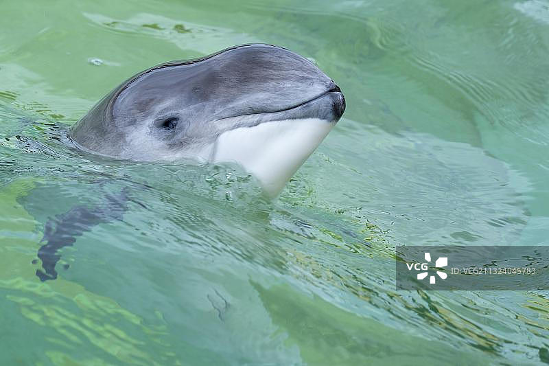 港海豚（Phocoena phocoena），荷兰特塞尔岛德科格生态海洋馆图片素材