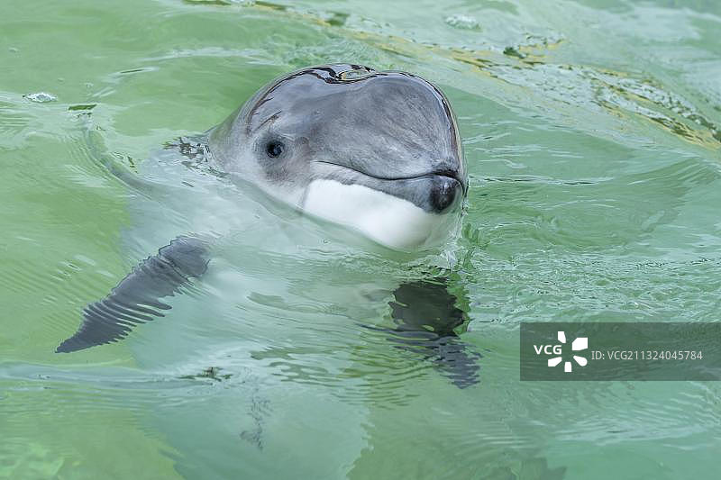 港海豚（Phocoena phocoena），荷兰特塞尔岛德科格生态海洋馆图片素材