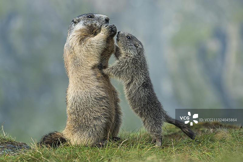 奥地利 Carinthia Hohe Tauern 国家公园的阿尔卑斯旱獭图片素材