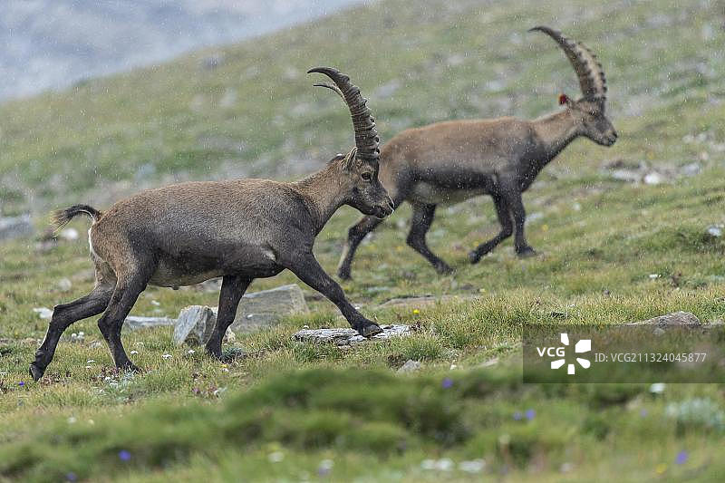 欧洲奥地利高地陶恩国家公园阿尔卑斯山羊图片素材