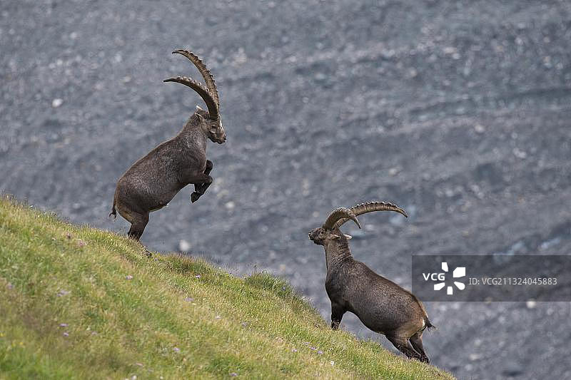 欧洲奥地利高地陶恩国家公园阿尔卑斯山羊图片素材