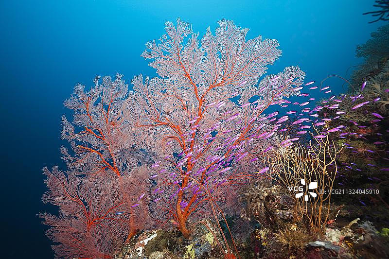 索罗门群岛马罗沃泻湖的Tuka旗鱼图片素材