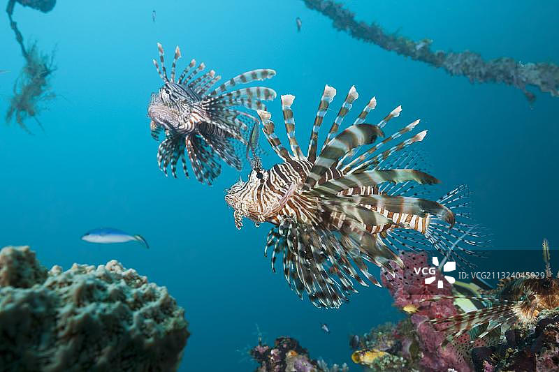 佛罗里达群岛Mbike沉船上的狮子鱼图片素材