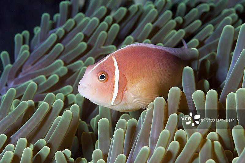 粉红小丑鱼，佛罗里达群岛，所罗门群岛，大洋洲图片素材