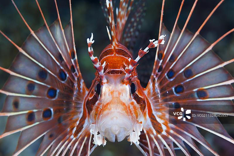 宽带蓑鲉(Pterois antennata)，佛罗里达群岛，所罗门群岛，大洋洲图片素材