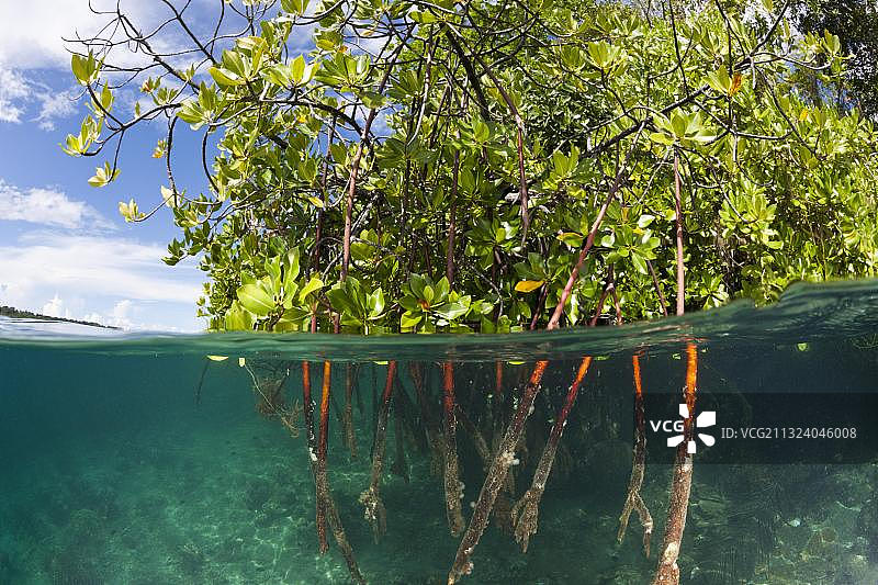 拉塞尔群岛红树林的支柱根图片素材