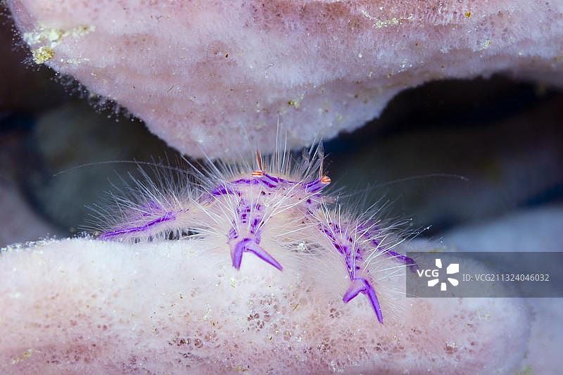 毛海绵蟹，佛罗里达群岛，所罗门群岛，大洋洲图片素材