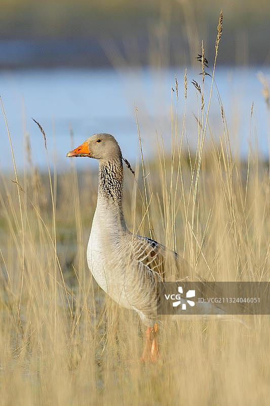 灰雁，荷兰特塞尔岛图片素材