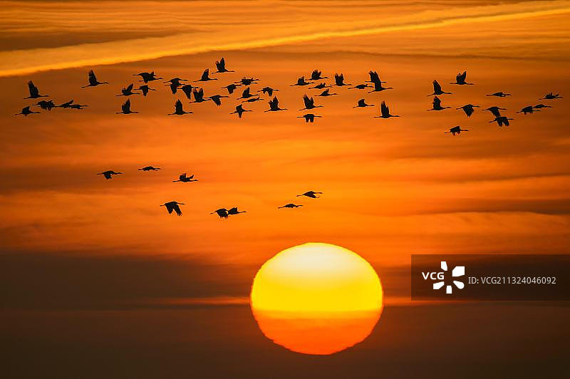 德国下萨克森州迪普霍尔茨沼泽地的普通鹤图片素材