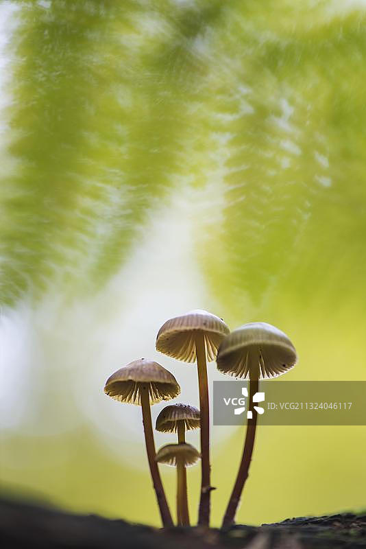 紫丁香蘑菇，德国下萨克森图片素材