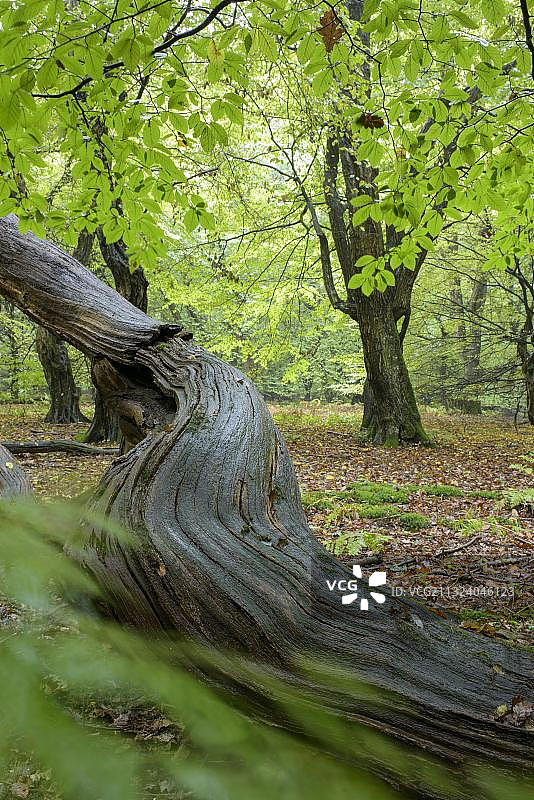 丛林鲍姆韦格，奥尔登堡明斯特地区，下萨克森州，德国，欧洲图片素材