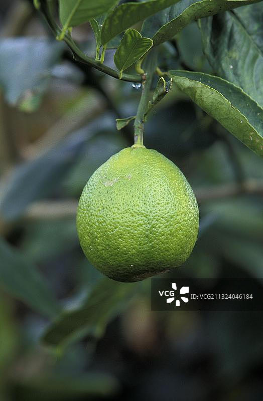 夏威夷柠檬树上的柠檬图片素材