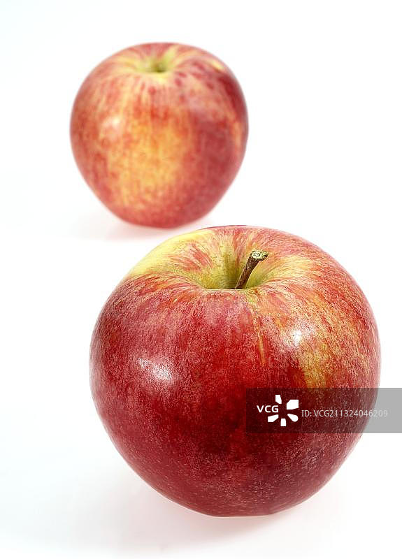 家苹果、栽培苹果、苹果、苹果、蔷薇科、御Gala苹果、驯化苹果、苹果、苹果、蔷薇科、御Gala苹果、栽培苹果图片素材