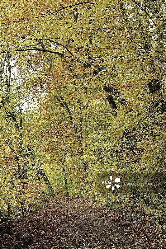 德国巴登-符腾堡州上多瑙河自然公园的山毛榉树图片素材