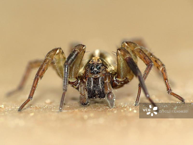 乡村风格的狼蛛图片素材
