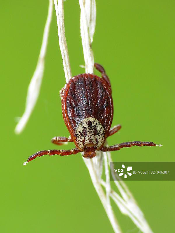 冲积森林蜱虫图片素材