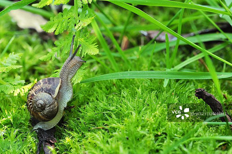 勃艮第蜗牛图片素材