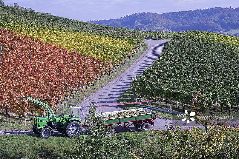 德国巴登-符腾堡葡萄采摘图片素材