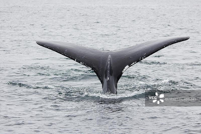 座头鲸观鲸，冰岛、加拿大图片素材