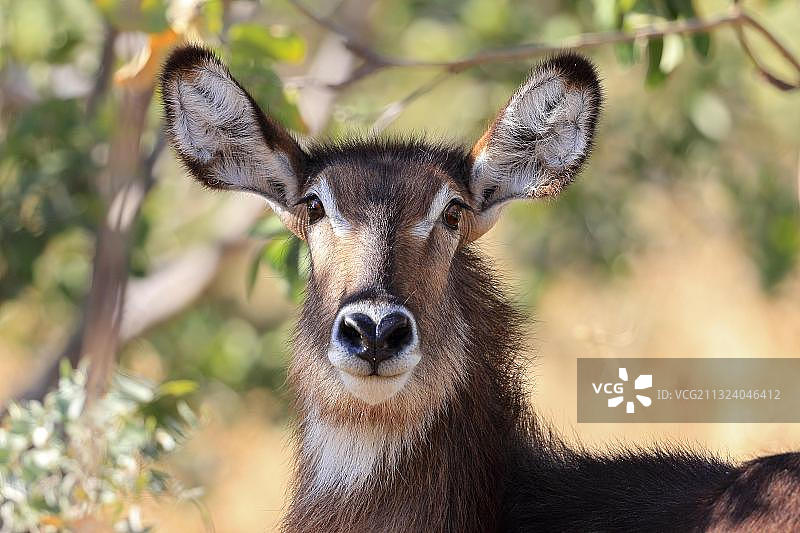 普通椭圆水羚，博茨瓦纳乔贝国家公园图片素材