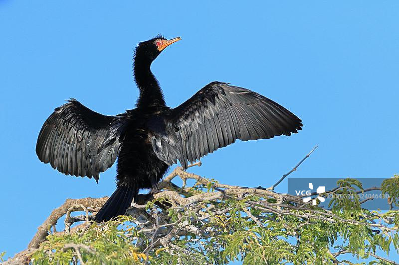 非洲小鸬鹚，博茨瓦纳，非洲图片素材