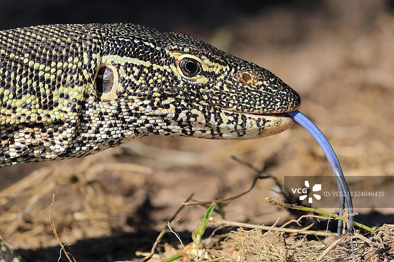 乔贝河国家公园的尼罗河巨蜥图片素材