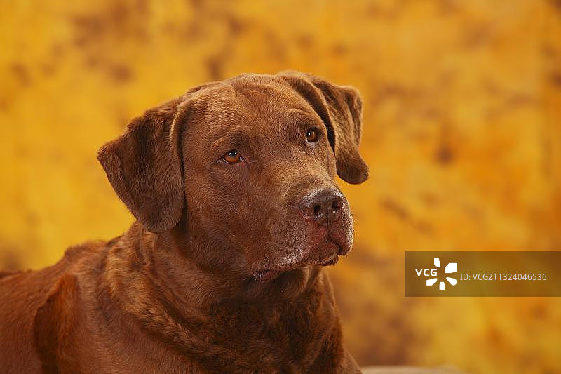 切萨皮克湾寻猎犬，雄性，6岁，肖像照图片素材