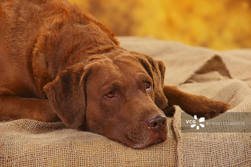 切萨皮克湾寻回犬，雄性，6岁，躺卧姿势，肖像图片素材