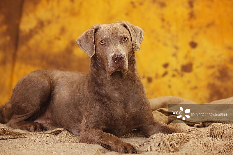 切萨皮克湾寻猎犬，雌性，躺卧图片素材