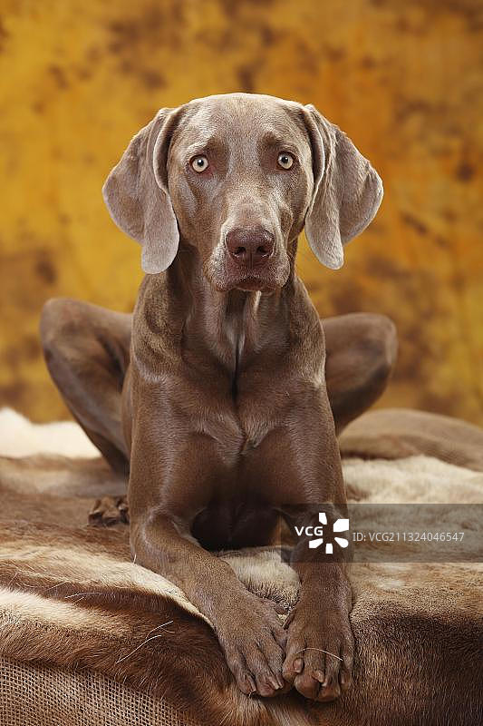 躺着的魏玛犬图片素材