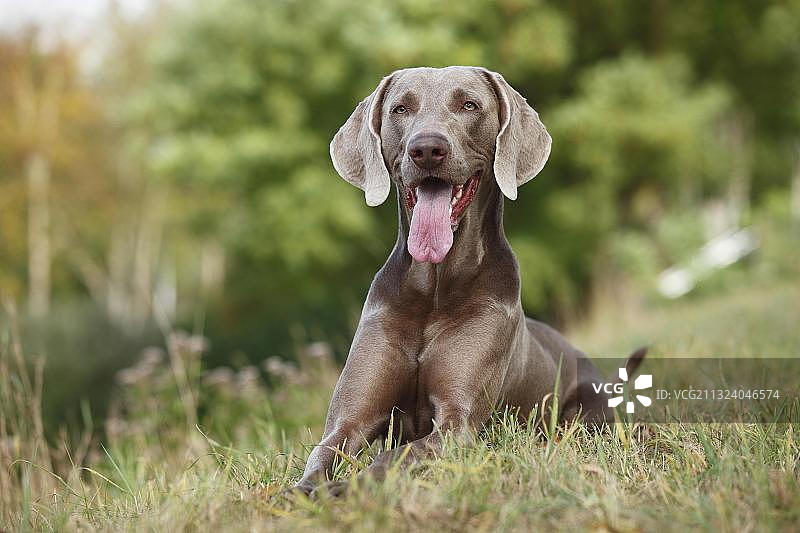 魏玛犬（公）图片素材