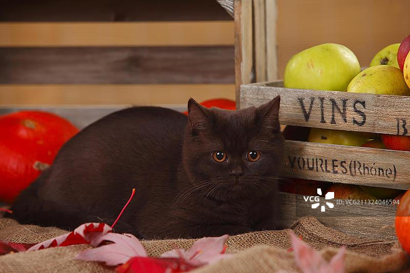 英国短毛猫巧克力色小猫图片素材