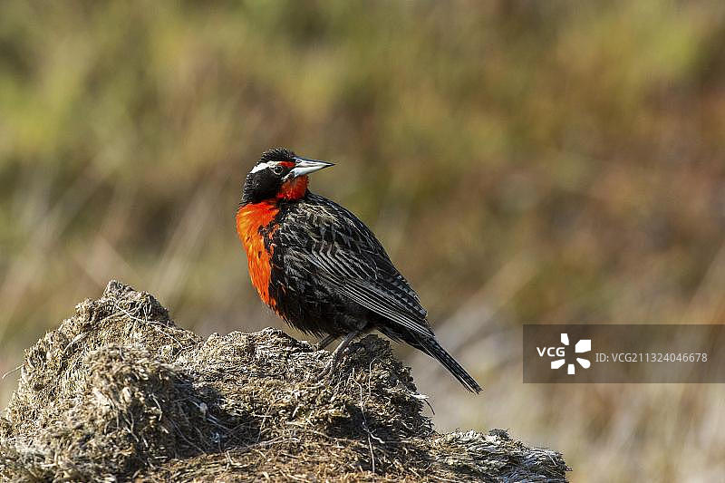 南美洲马尔维纳斯群岛长尾士兵黑鸟图片素材