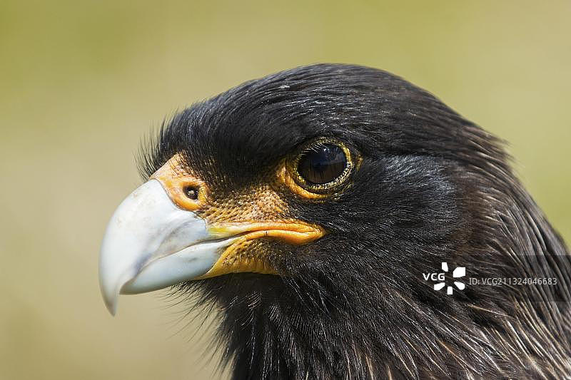 海狮岛，福克兰卡拉鹰，福克兰群岛，英国，南美洲图片素材