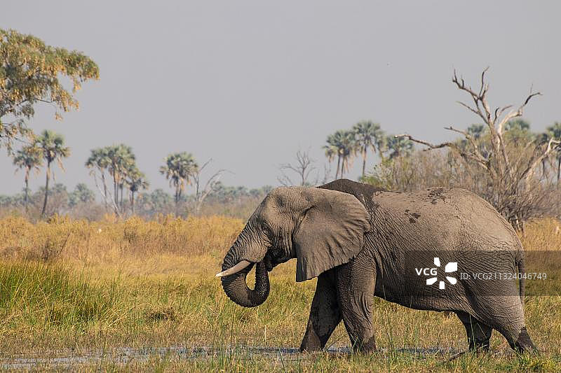 非洲博茨瓦纳莫雷米禁猎区奥卡万戈三角洲的象图片素材